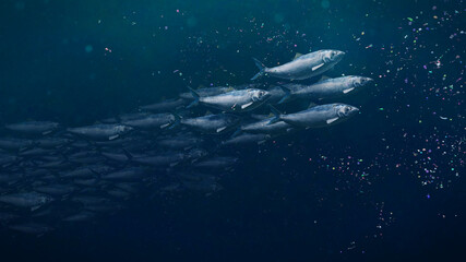 shoal of herrings between plastic pollution, microplastic particles in ocean water