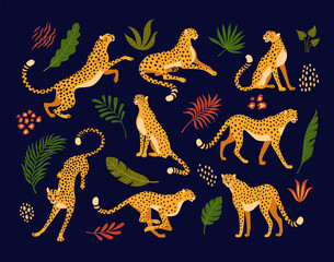 Cheetahs collection. Vector illustration of cartoon cheetahs in various actions: lies, sitting, standing, walking, and running. Surrounded by tropical leaves. Isolated on black background 