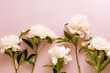 Beautiful branch peonies on a pink background. Delicate flowers.