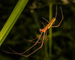 orange and yellow spider with long legs hanging on a web in the grass