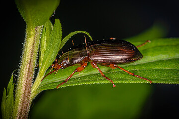 brown beetle with red legs crawls on a stalk of green grass