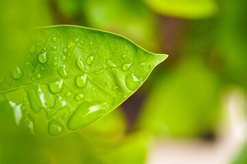 green leaf with water drops