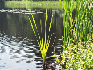 Wall Mural - Sun streaming through aquatic grasses