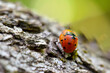 Ladybug Beetle Sex 15