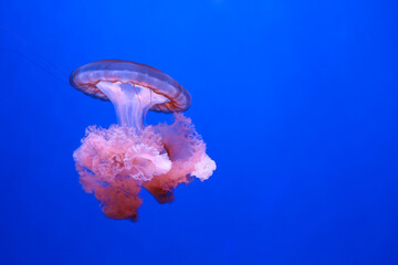 Wall Mural - Pink jellyfish on a blue background.