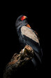 Bateleur (Terathopius ecaudatus), with a beautiful dark coloured background. A colourful bird of prey with red beak sitting in the dark. Wildlife scene from nature, Ethiopia