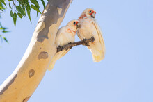 A Pair Of Long Billed Corellas Sitting On A Branch Of A Gum Tree