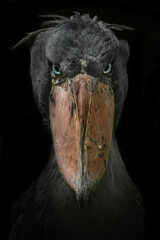 shoebill (balaeniceps rex), with a beautiful dark coloured background. a colourful waterbird with a 