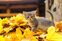 Gray Kitten In Autumn Leaves