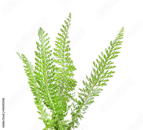 Bunch of green grass.