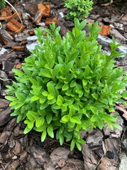 Green boxwood in a flowerbed. Mulching flower beds with mulch from natural coniferous bark.