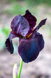 Czarno-fioletowy irys - zbliżenie kwiatu