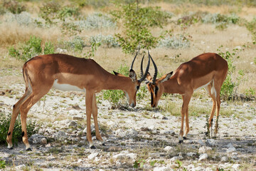 Wall Mural - Two black faced impala