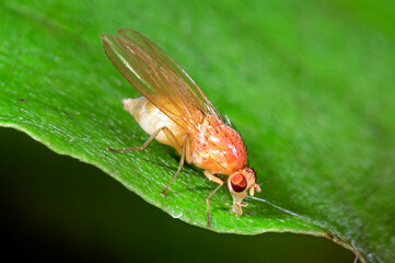 Wall Mural - winzige Fliege // small fly (Meiosimyza cf. rorida)