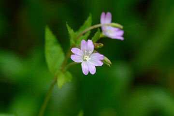 Poster - Ehrenpreis // speedwell (Veronica)