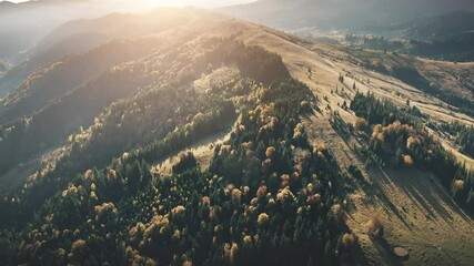 Wall Mural - Aerial sunset mountain range. Pine tree forest, spruce, conifer treetops and yellow meadows in soft sun light. Nature background. Travel summer destination. Beautiful wild landscape. High drone flight