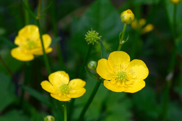 Canvas Print - Gold-Hahnenfuß // goldilocks buttercup (Ranunculus auricomus agg.)