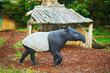 Malayan tapir in zoo in Paris, France