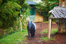 Malayan Tapir In Zoo In Paris, France