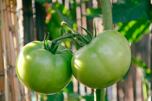 Shiny Organic Green Tomatoes 