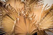 Dry Palm Leaf ,Dried Sugar Palm Leaf Background , A Detail Of Palm Leaf Texture Background Dried Sugar Palm Leaf Background