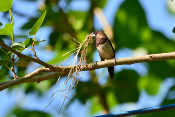 Wall Mural - White-rumped Munia on tree in garden