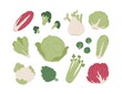 Set of raw organic farm vegetables. Red and Chinese cabbages, lettuce, broccoli, Brussels sprout, cauliflower and celery. Flat vector illustration of healthy natural food isolated on white background