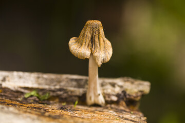 Sticker - Mushrooms on an old tree stump on a blurred background.