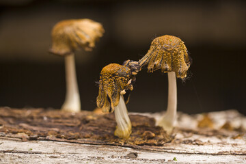 Sticker - Mushrooms on an old tree stump on a blurred background.