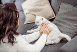Fototapeta Koty - Young dark-haired woman spending time with her white cute cat at home