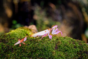 orchid mantis camouflage. the praying mantis on the moss in the rainy season. male and female prayin