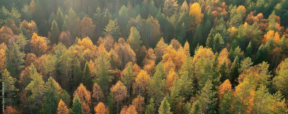 autumn forest taiga view from drone, yellow trees landscape nature fall - obrazy, fototapety, plakaty 