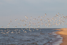 Flying Seagulls Along The Sea Shore