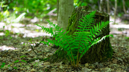 Polypodiophyta. green fern leaves. forest fern has grown between trees. green moss, old tree stump. fern plant that has grown in an old tree in the park. summer or autumn, natural background