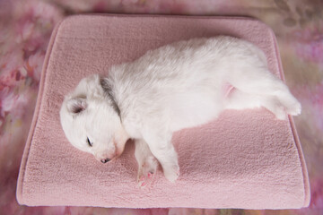 White fluffy small Samoyed puppy dog two weeks age