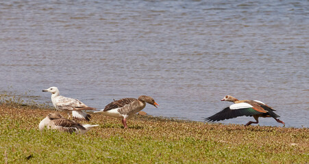 Nilgans (Alopochen aegyptiaca) und Graugans (Anser anser)