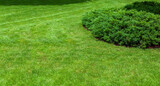 Fototapeta Lawenda - evergreen thuja bush growing on grassy backyard lawn, landscaping on lawn with copy space banner, nobody.
