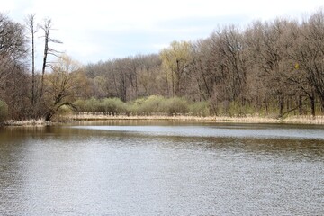 Sticker - Spring adorns the shore of a forest lake with young greenery