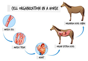 Wall Mural - Diagram showing cell organization in a horse