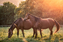 Horses Grazing On Pasture During Sunset. Pregnant Mare Of Thoroughbred Horse. Tranquil Scene