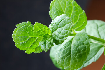 Young leaves of peppermint