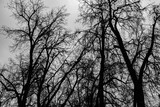 Fototapeta Na ścianę - silhouette of trees