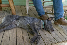 Tired Dog Sleeping On Porch By Cowboy 