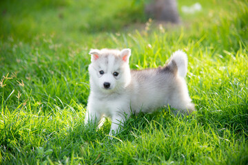 Poster - siberian husky puppy on grass