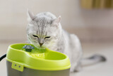 Fototapeta Koty - Scottish cat drinking water from a pet fountain.