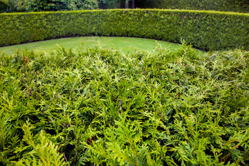 Wall Mural - evergreen thuja hedge close-up of twigs and living fence of arborvitae bushes curve, backyard garden landscape with green lawn, nobody.