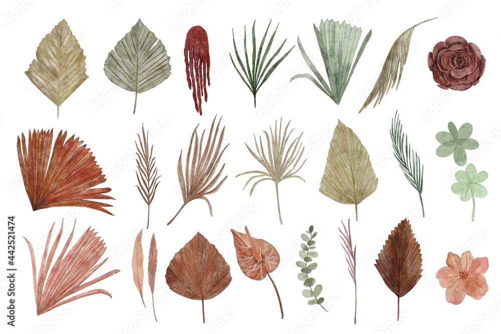 collection of dried floral watercolor illustration - obrazy, fototapety, plakaty 