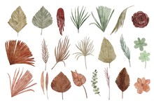 Collection Of Dried Floral Watercolor Illustration
