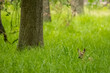 A young deer hiding in grass in a forest in the so called natural reserve in Hesse, Germany.