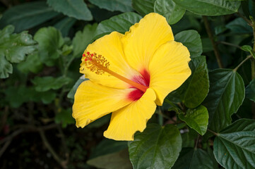 Yellow hibiscus flower with a red throat